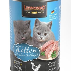 Leonardo lata gato kitten - ave